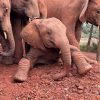 Sheldrick elephant orphanage, Nairobi full day tour
