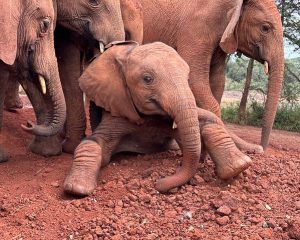 Sheldrick elephant orphanage, Nairobi full day tour