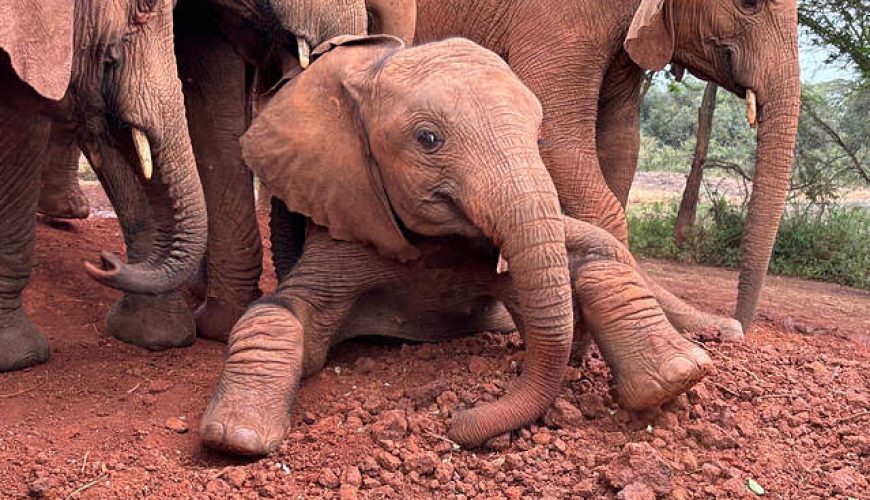 Sheldrick elephant orphanage, Nairobi full day tour