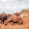 Sheldrick elephant orphanage, Nairobi full day tour