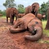Sheldrick elephant orphanage, Nairobi full day tour