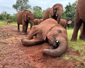 Sheldrick elephant orphanage, Nairobi full day tour