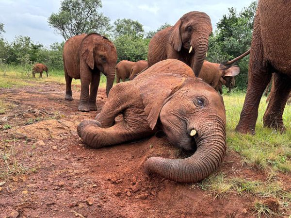 Sheldrick elephant orphanage, Nairobi full day tour
