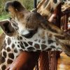 giraffe centre, giraffe centre Nairobi