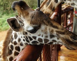 giraffe centre, giraffe centre Nairobi