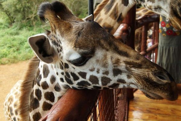 giraffe centre, giraffe centre Nairobi