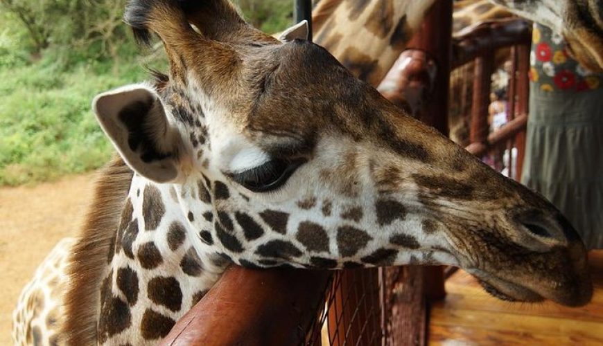 giraffe centre, giraffe centre Nairobi