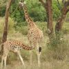 giraffe centre, giraffe centre Nairobi