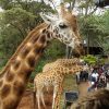 giraffe centre, giraffe centre Nairobi