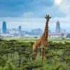The best of Nairobi National Park with details - Image 3