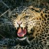 The best of Nairobi National Park with details - Image 5
