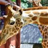 giraffe centre, giraffe centre Nairobi